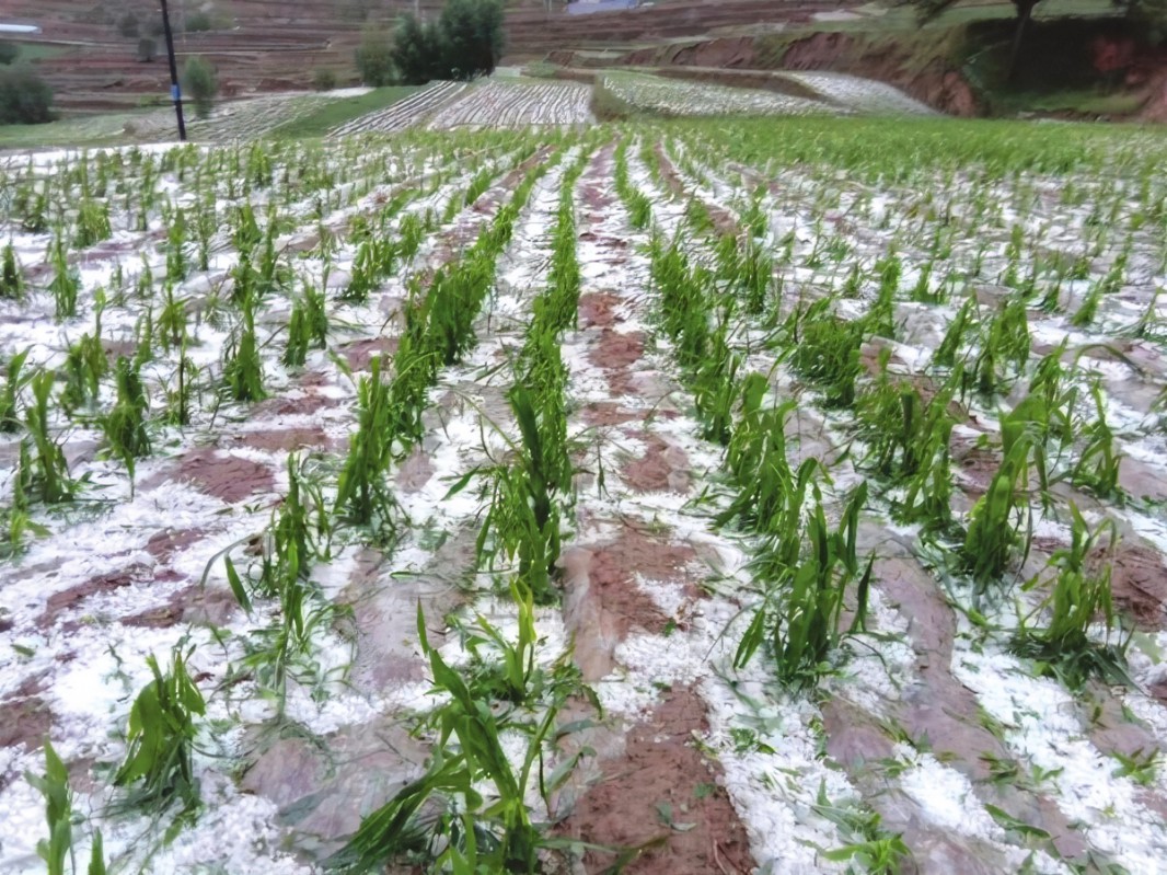 雹灾